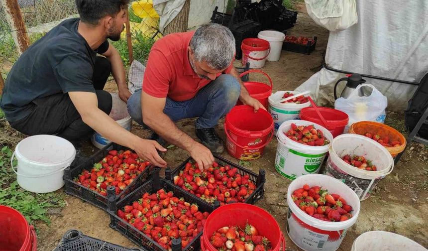 Organik çilek üreticileri pazar için destek bekliyor