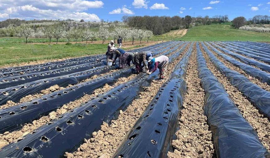 Pazarlar'da çilek üretimine destek