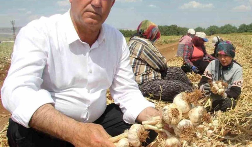 Sağlam ve Altun, Araban sarımsağının gelişimini inceledi