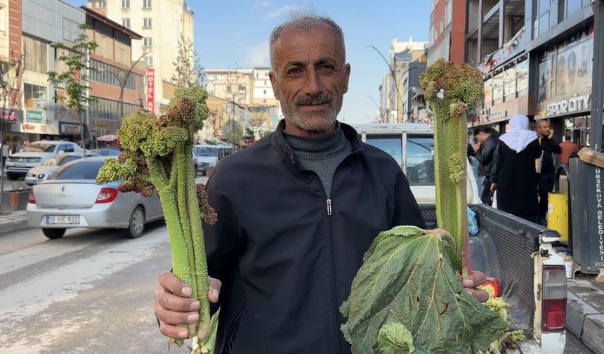 Sınırdan getirilen uçkunlar Yüksekova'da satışa sunuldu