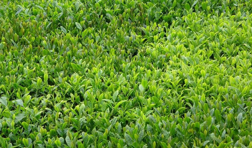 Trabzon'da yaş çay sezonu dualarla açıldı