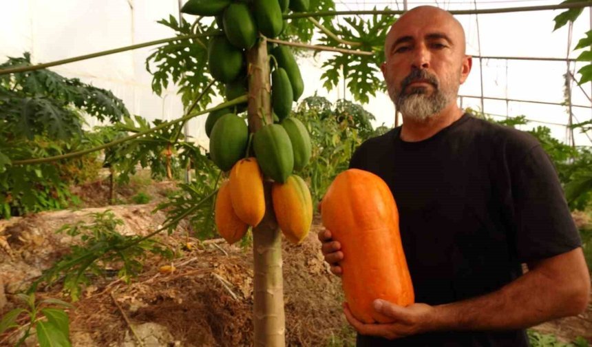 Tropikal papaya meyvesinde hasat heyecanı: Kilosu 90 TL'ye kadar çıkıyor