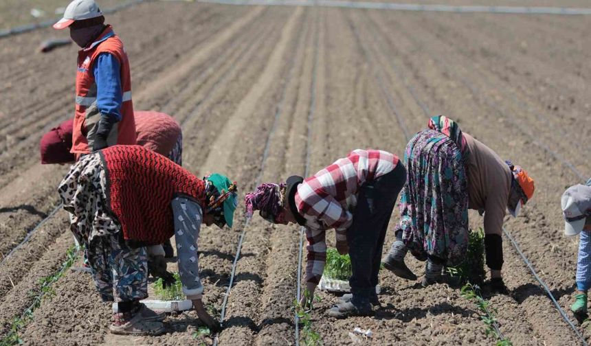 14 salça fabrikasına sahip Karacabey'de domates sezonu başlıyor
