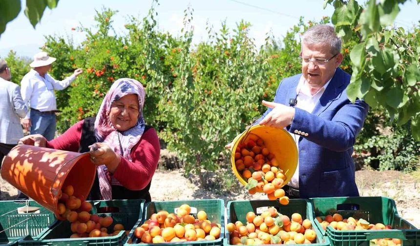 Başkan Subaşıoğlu kiraz ve kayısı üreticileriyle birlikte hasat yaptı