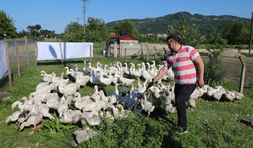 Ordu'da kaz bereketi: 20 ile başladı, 220'ye çıktı