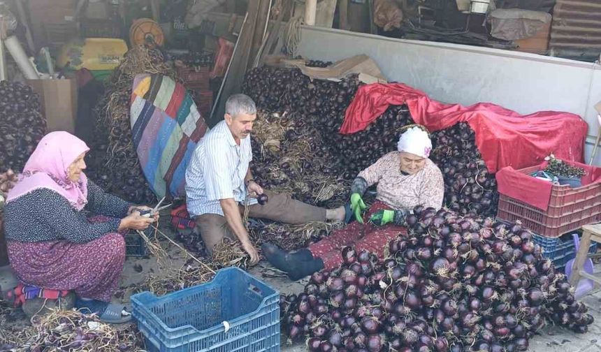 Coğrafi işaretli Kapıdağ mor soğanında hasat tamamlandı