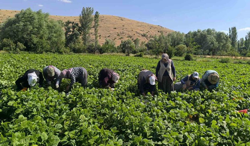 Fasulyede hasat maratonu başladı