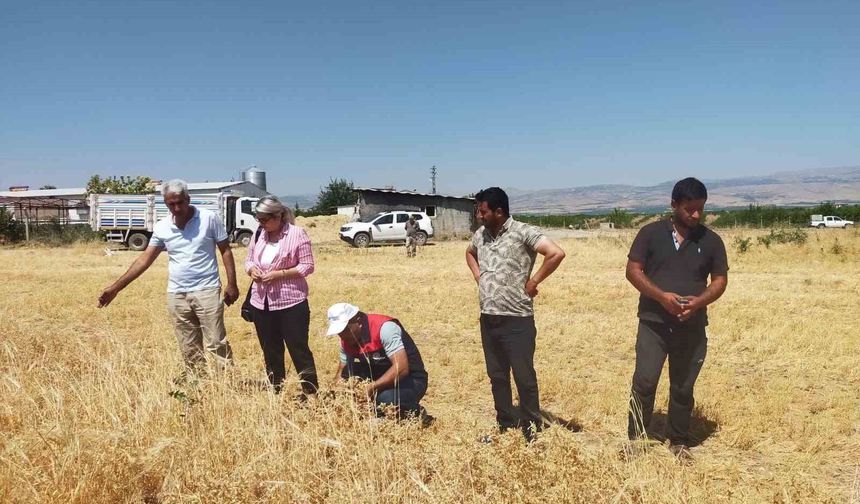 Malatya'da 500 ton nohut rekoltesi bekleniyor