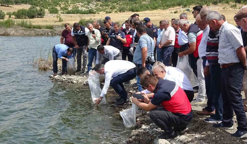 Tavşanlı göletlerine 123 bin yavru sazan bırakıldı