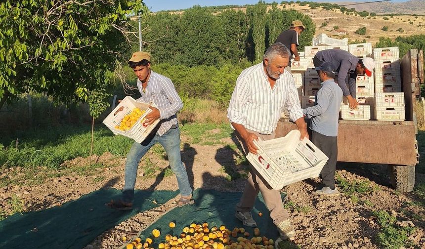 Akçadağ Ziraat Odası Başkanı İnal'dan kayısı fiyatları için TMO çağrısı