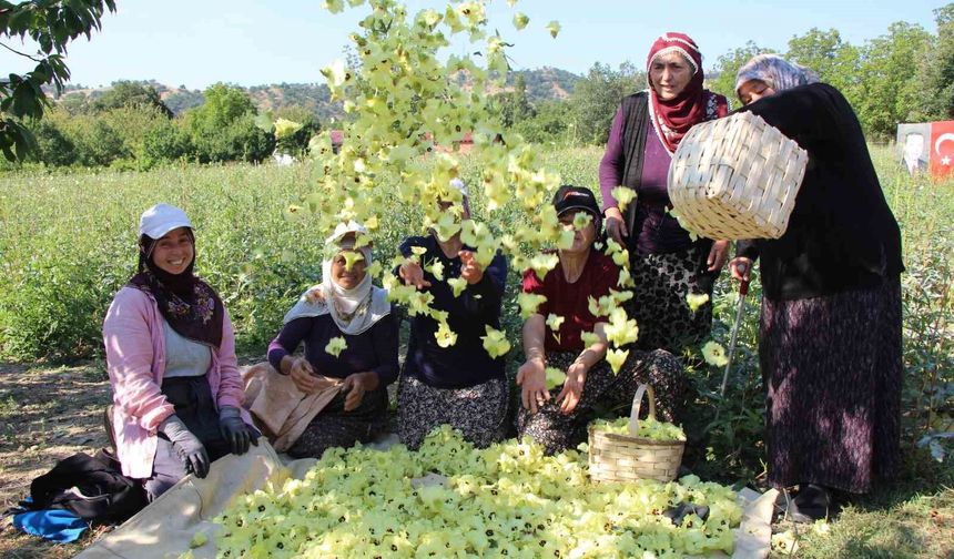 Amasya'nın tescilli çiçek bamyası altın değerinde: 'Hızır'ın cebinden düşmüş, topla topla bitmiyor'