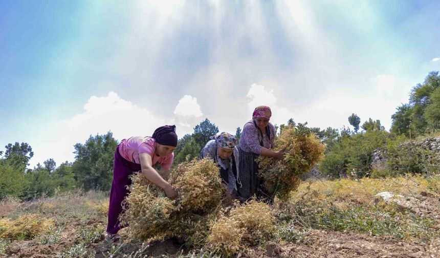 Atalık tohum desteğiyle nohut üretimi yeniden canlanıyor