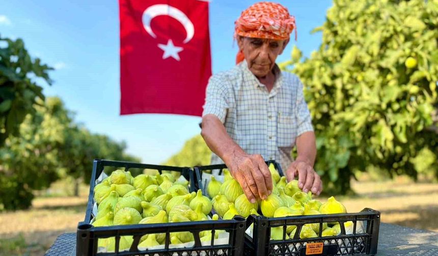 Bardacık incirinde hasat heyecanı başladı
