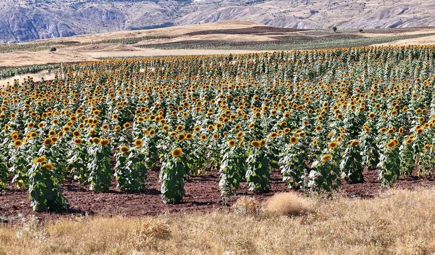Cumhurbaşkanı'nın çağrısı yanıt buldu, Sivas'ta ayçiçeği üretimi geçen yıla göre yüzde 109 arttı