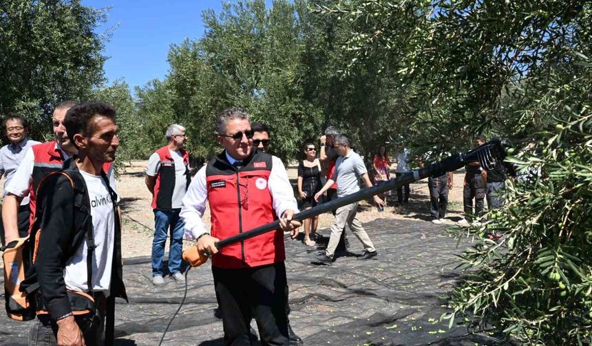 Dikili'de sezonun ilk zeytin hasadı başladı