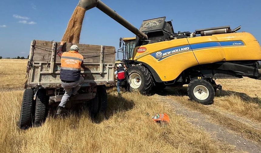Domaniç'te dermantasyon tarlasında yerli ve milli çeşitlerde yüksek verim