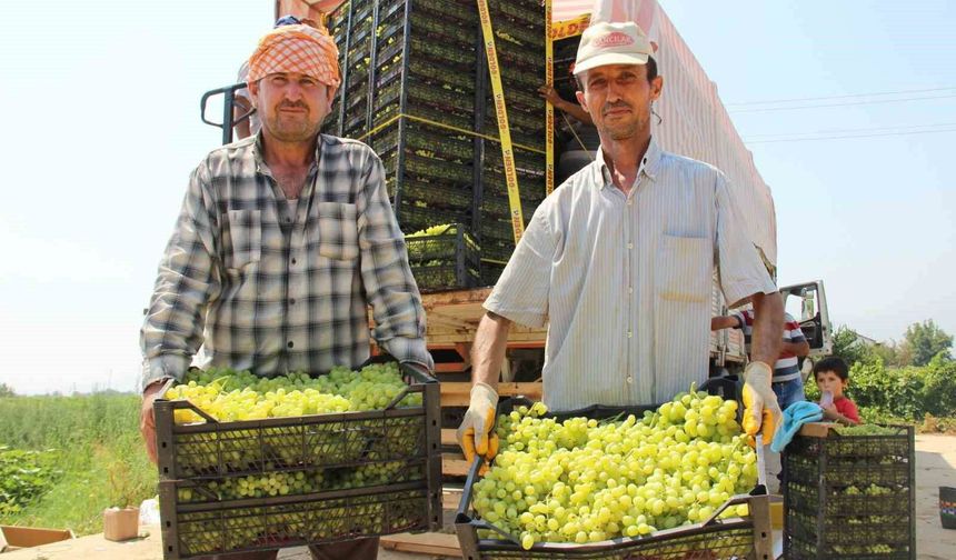Dünyaca ünlü çekirdeksiz Sultani üzümde hasat tarihi belli oldu