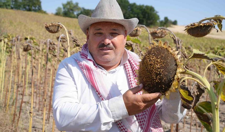 Edirne'de ayçiçeği üreticisinin yüzü bu yıl verimle güldü