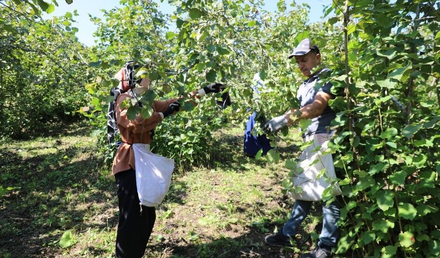 'Fındık Dalda, Aklın İşçide Kalmasın' projesi 7'nci sezonunda