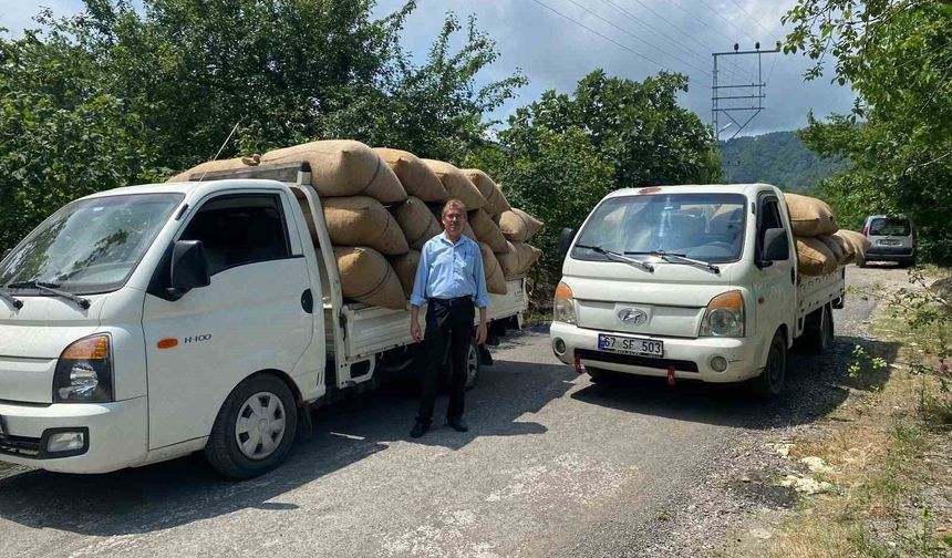Fındık tüccarından üreticiye kritik uyarı: 'Dalından toplamayın, yere dökülmesini bekleyin'