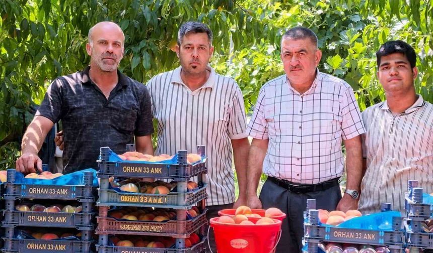Gülaven şeftalisinin hasadı başladı