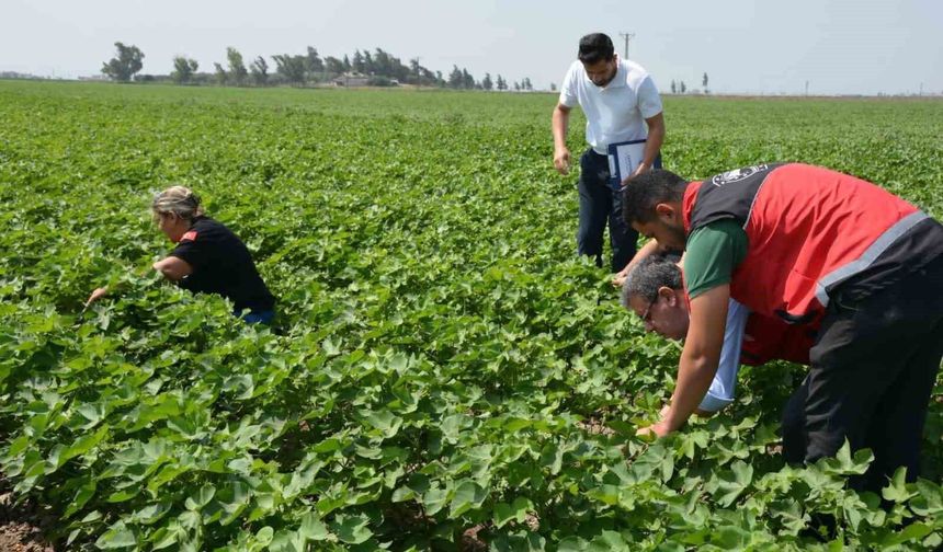 Hatay'da pamuk, soya ve ayçiçeği üretim alanları kontrol edildi