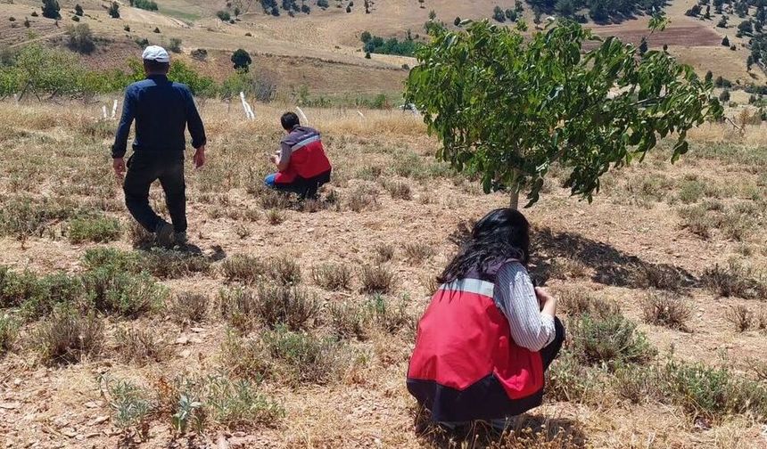 Hisarcık Karbasan köyünde organik adaçayı üretim alanları denetlendi