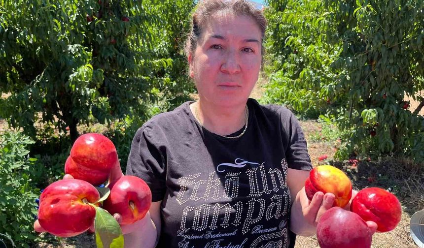 İznikli nektarin üreticisinden fiyat tepkisi