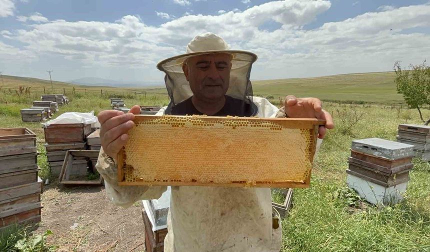 Kars'ta bal hasadı bereketli başladı: Kilosu 2 bin 500 TL'ye kadar çıkıyor