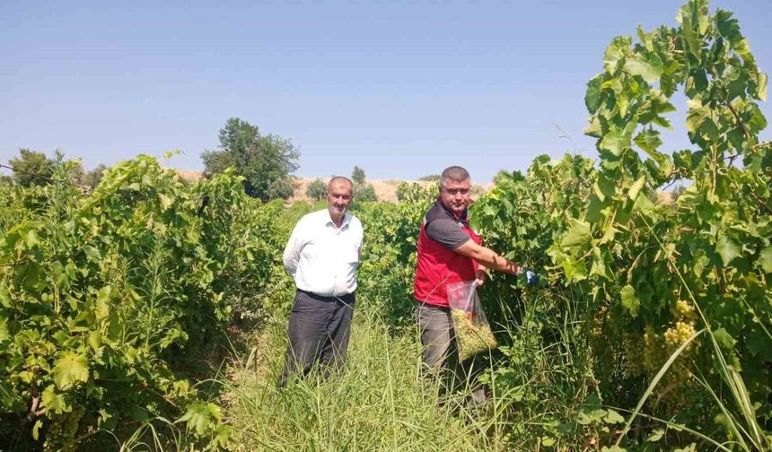 Manisa'da üzüm bağlarında hasat öncesi pestisit denetimi