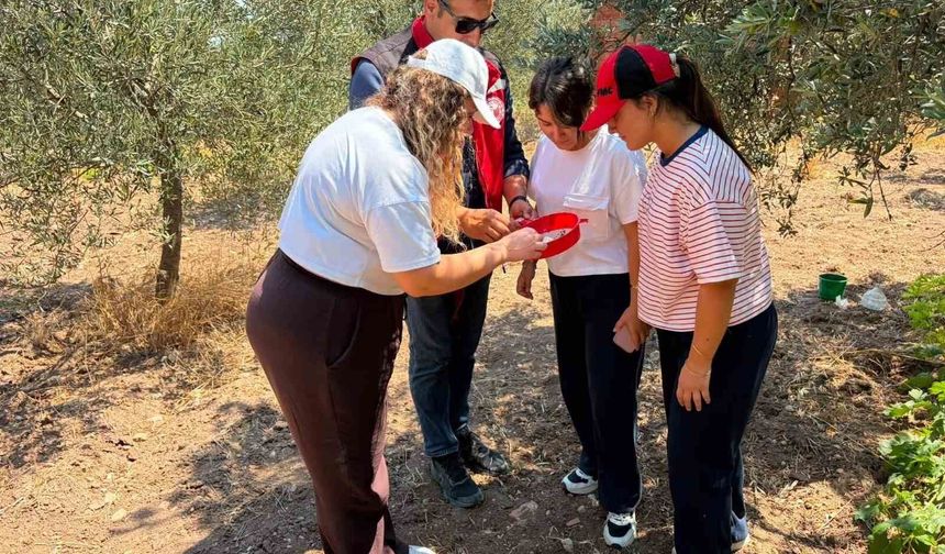 Manisa'da zeytin ve meyve bahçeleri zararlılara karşı takipte