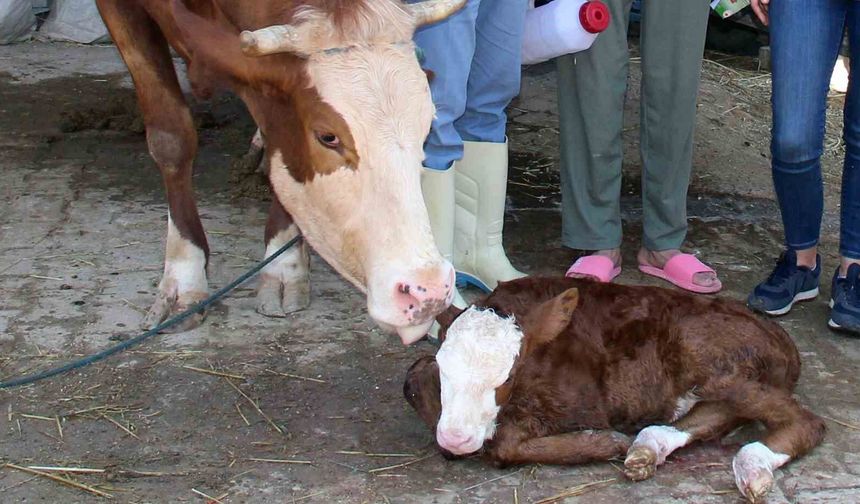 Muğla'da buzağı kayıpları yüzde 1'e indirilecek