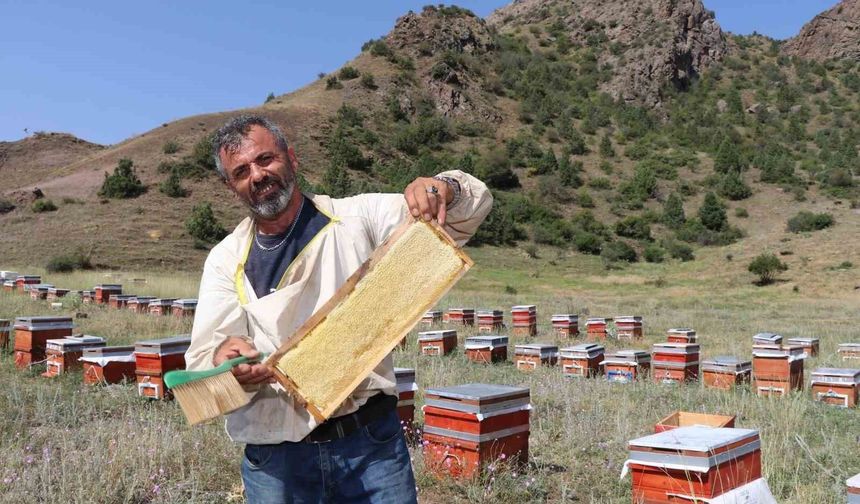 Oltu'da sezonun ilk bal hasadı yapıldı
