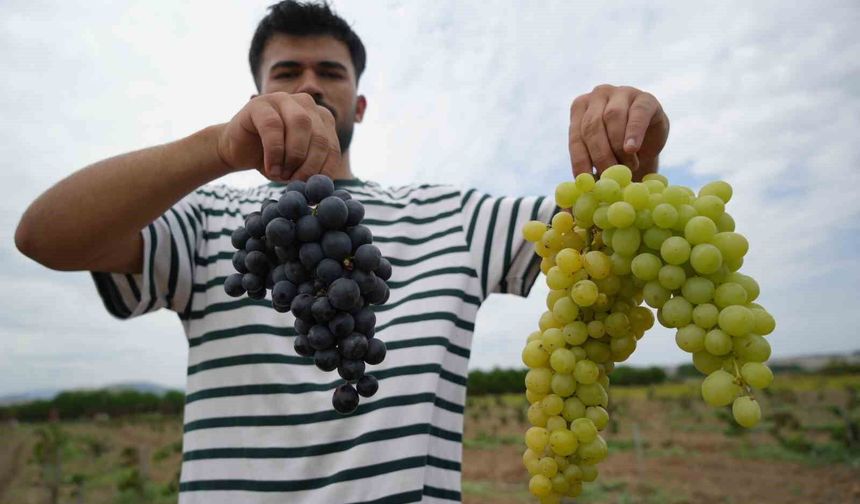 OMÜ'nün baldan tatlı üzümlerinde hasat zamanı