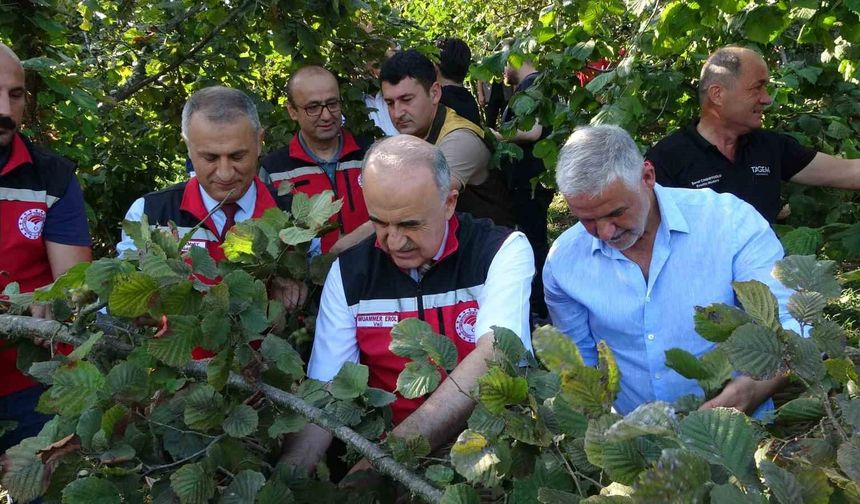 Ordu'da fındık hasadı resmi olarak başladı