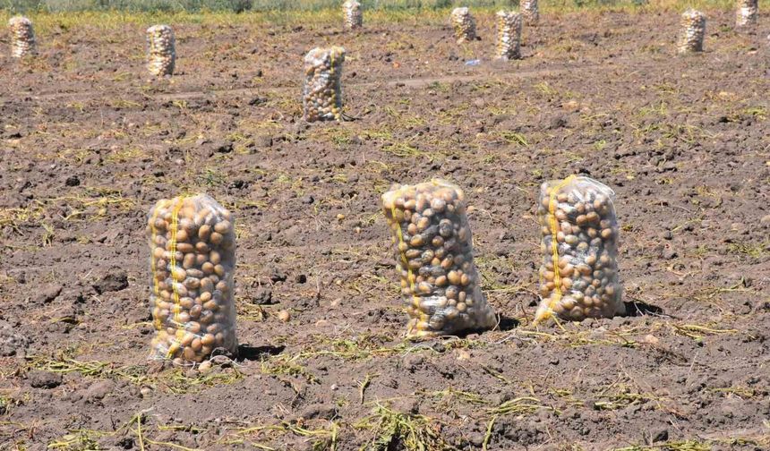 Patates üretiminde Türkiye'nin lokomotiflerinden Sandıklı'da hasat dönemi başladı