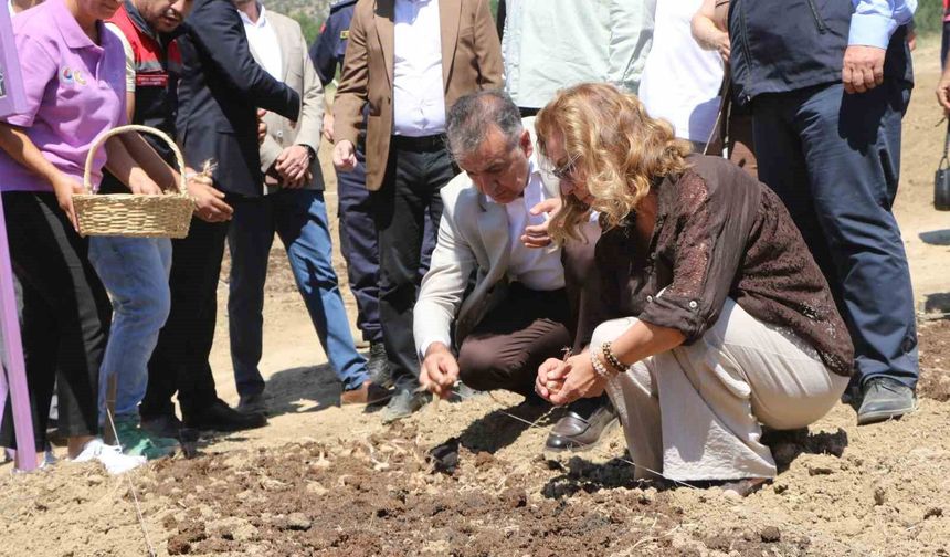 Safranova'da 7 dekarlık alana 500 kilo safran soğanı dikildi