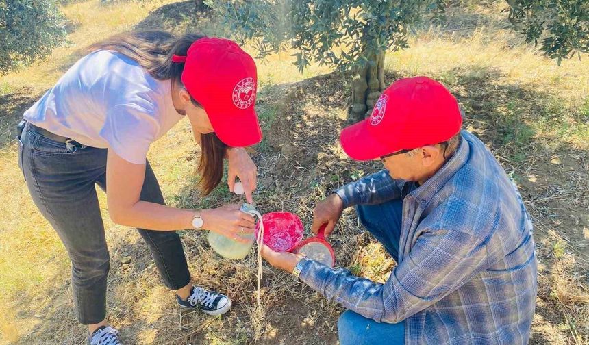 Salihli'de 'zeytin sineği' uyarısı