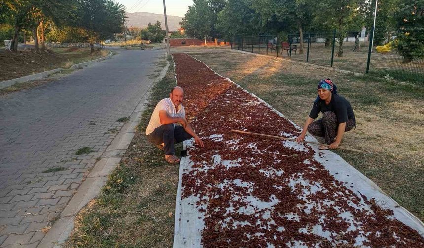 Sarıgöl'de sezonun ilk kuru üzümü çuvala girdi