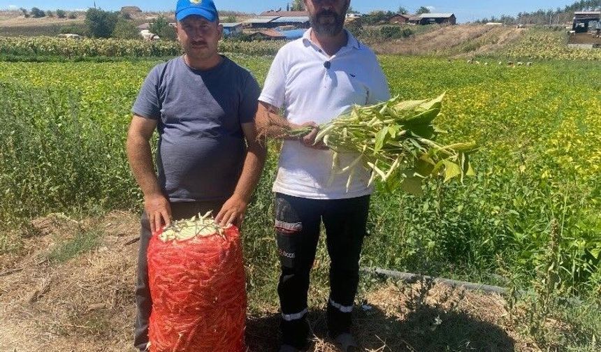 Şeker fasulye yüzleri güldürdü