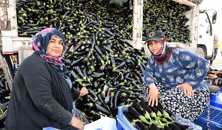 Selin yıktığı tarlada yeniden hasat sevinci