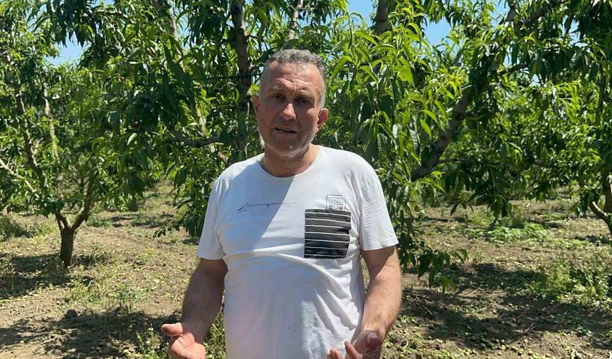 Sıfır kimyasal sıfır maliyet: Bedava hayvansal gübreyle üretim yapıyor