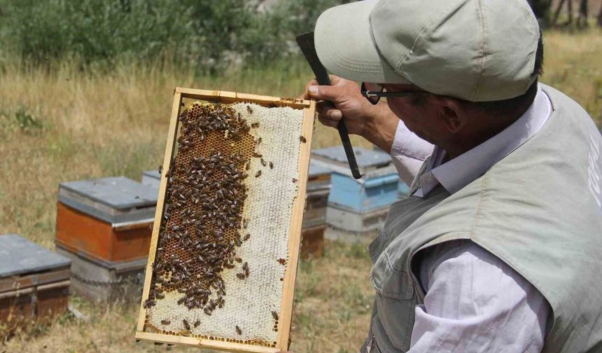 Tescilli Zara Balı sağımı başladı