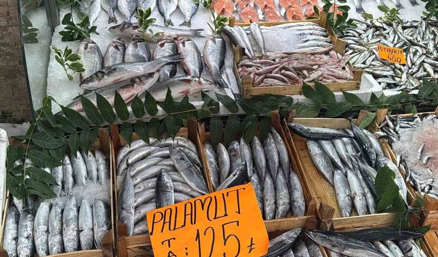 Tezgahta Palamut bolluğu