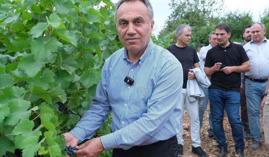 TOGÜ bağlarında sezonun ilk üzüm hasadı yapıldı