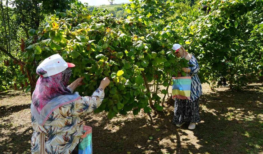 Yeşil altında orta kesim hasadı başladı: Samsun'da 115 bin ton fındık bekleniyor