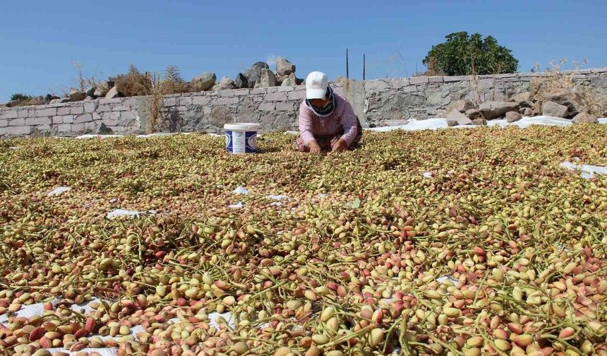 Yuntdağı fıstığı için hasat şenliği düzenlenecek