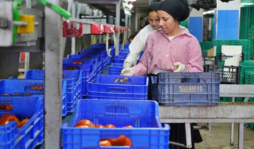 Ağustos ayında domates işlem miktar endeksi yüzde 56,70 azaldı