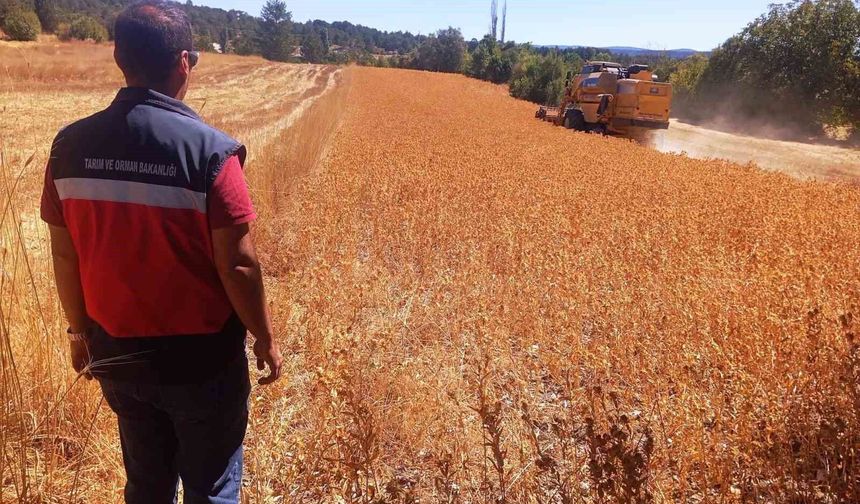 Domaniç'te aspir hasadı başladı: Üreticiye yüzde 75 hibe desteği