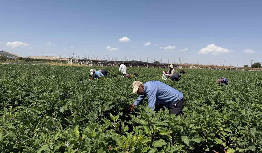 Gaziantep'te dolmalık patlıcan hasadı başladı